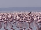 Foto Flamencos