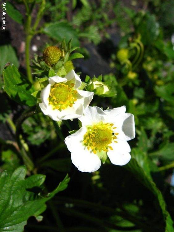 Flor de la fresa