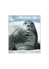 Fotos foca barbuda