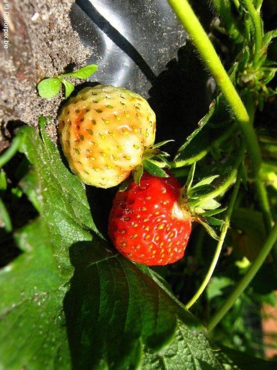 Fresas