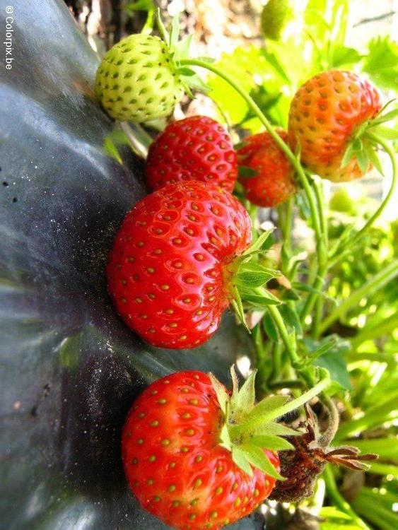 Fresas