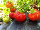 Fresas