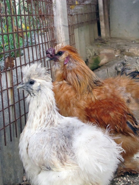 Foto gallinas de exhibiciÃ³n