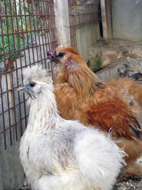 gallinas de exhibiciÃ³n