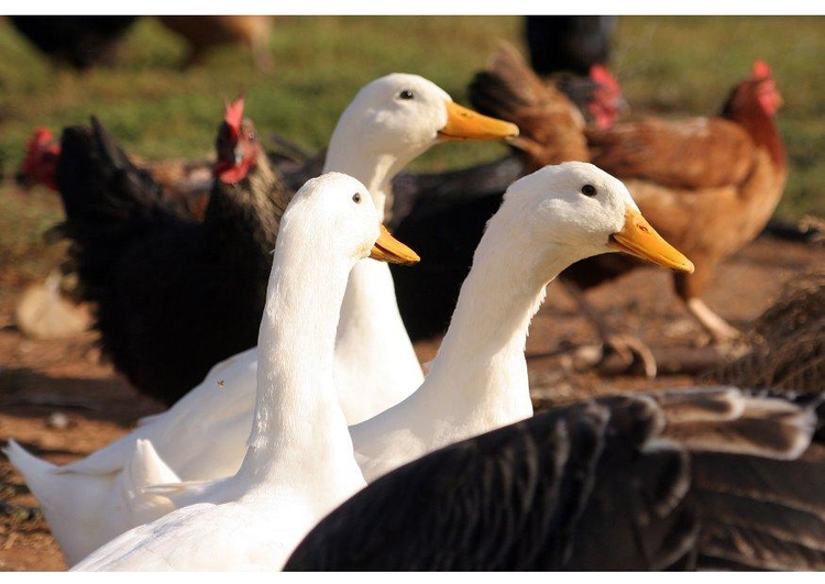 Foto Gansos y gallinas