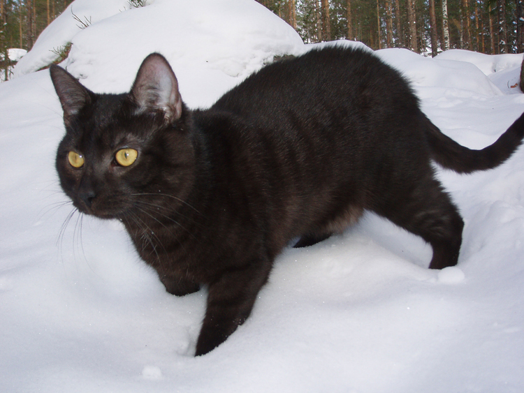 Foto gato negro