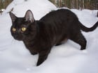 Fotos gato negro