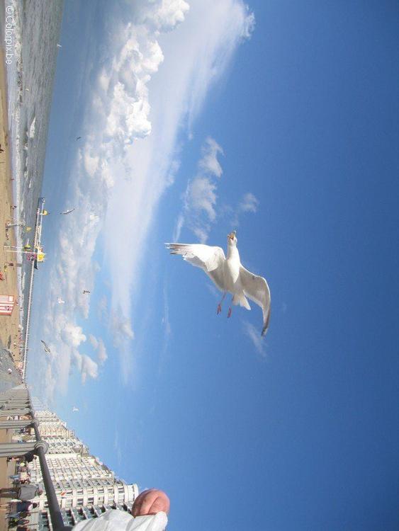 Gaviotas en la playa