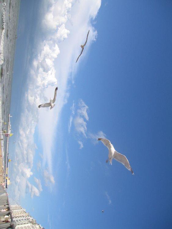 Gaviotas en la playa