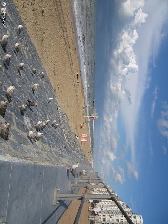 Gaviotas en la playa