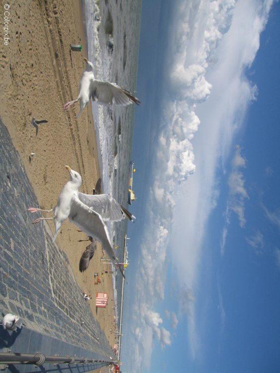 Gaviotas en la playa