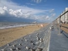 Foto Gaviotas en la playa