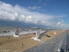 Foto Gaviotas en la playa