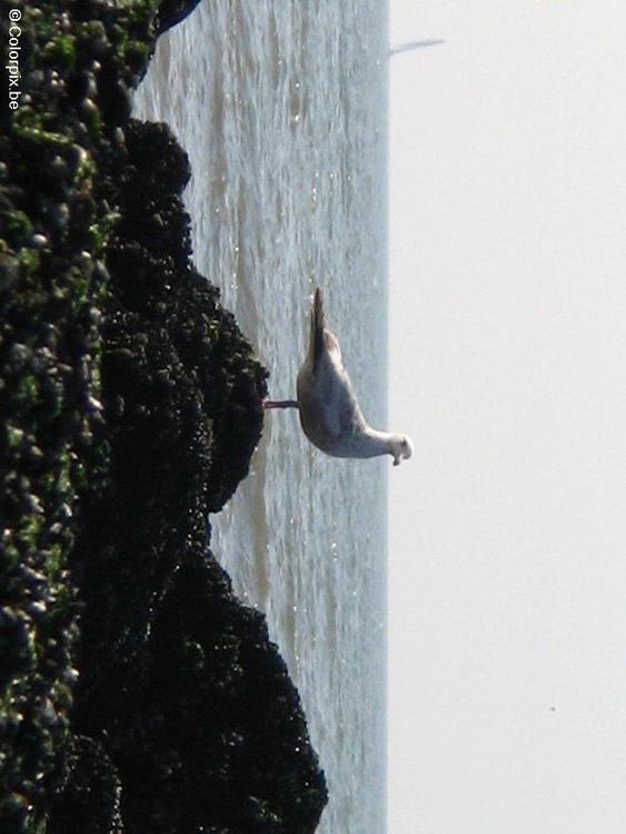 Gaviotas