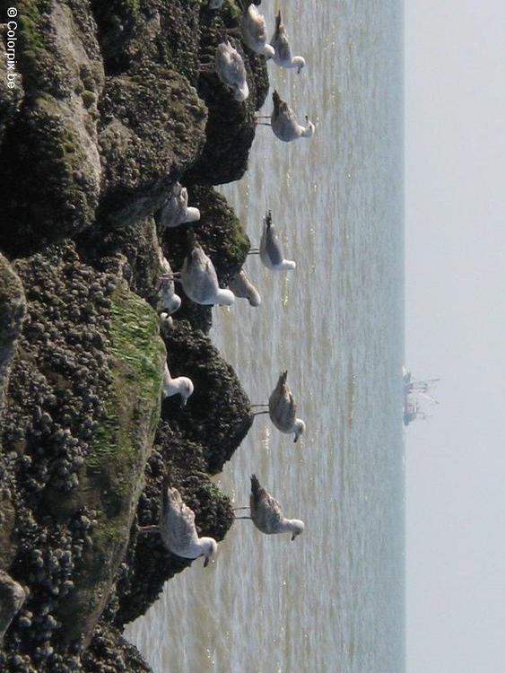 Gaviotas