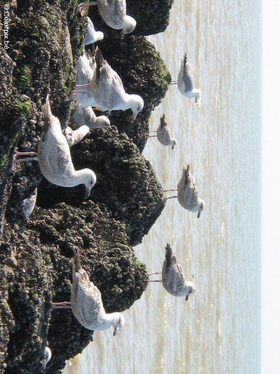 Gaviotas plateadas