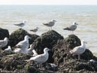 Gaviotas plateadas