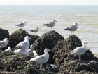 Foto Gaviotas