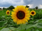 Foto girasol