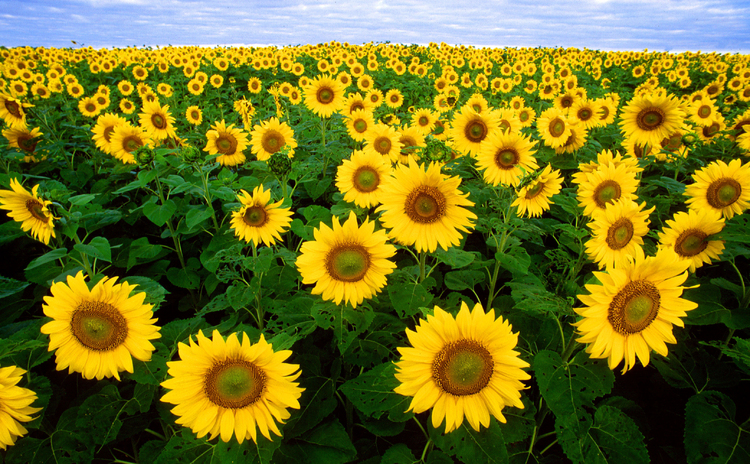 Foto girasoles