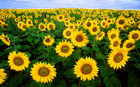 girasoles