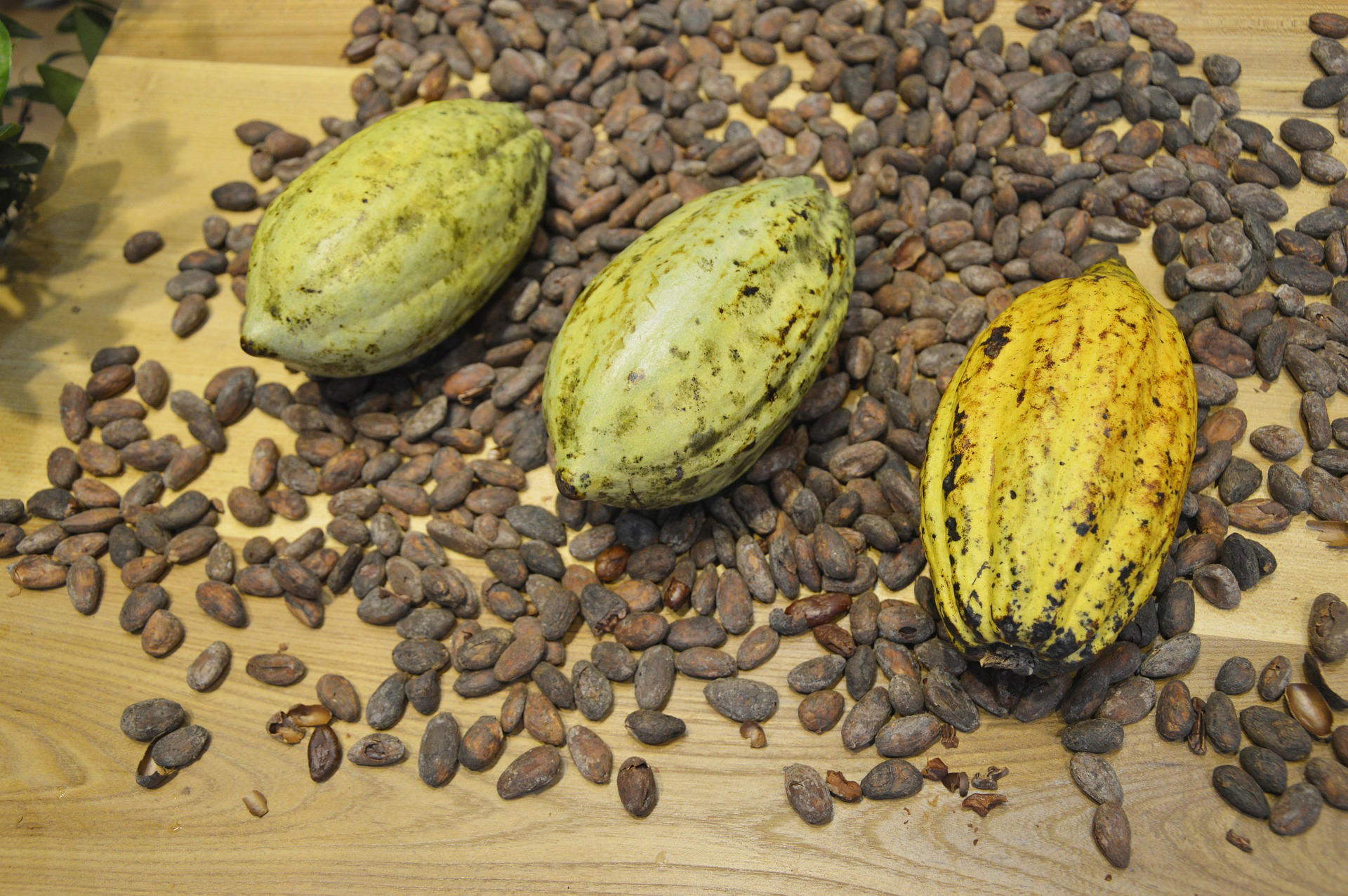 Foto granos de cacao