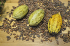 foto granos de cacao