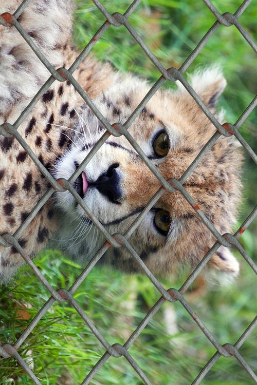 guepardo en jaula