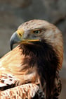 Águila imperial