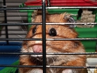 hamster en jaula