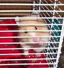 Fotos hamster en jaula