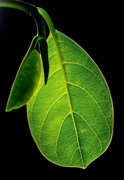 hoja con nervios