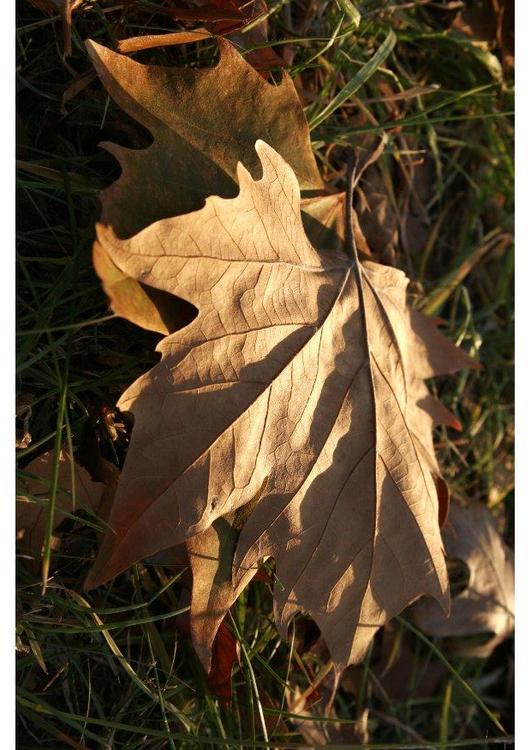 Hoja de otoÃ±o