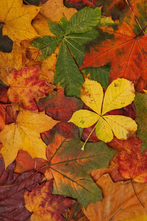 hojas de otoÃ±o