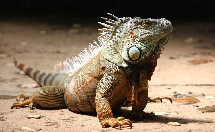 Foto iguana