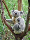 Fotos Koala