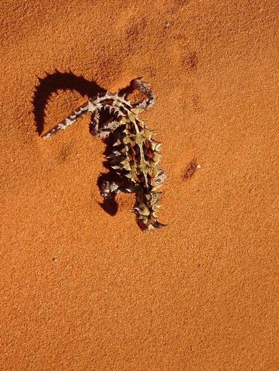 Lagarto