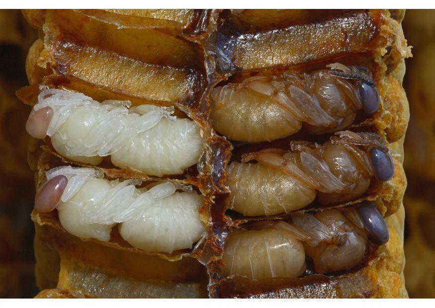 Foto Larvas de abeja