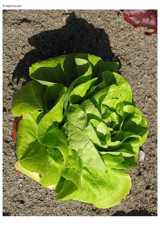 Lechuga