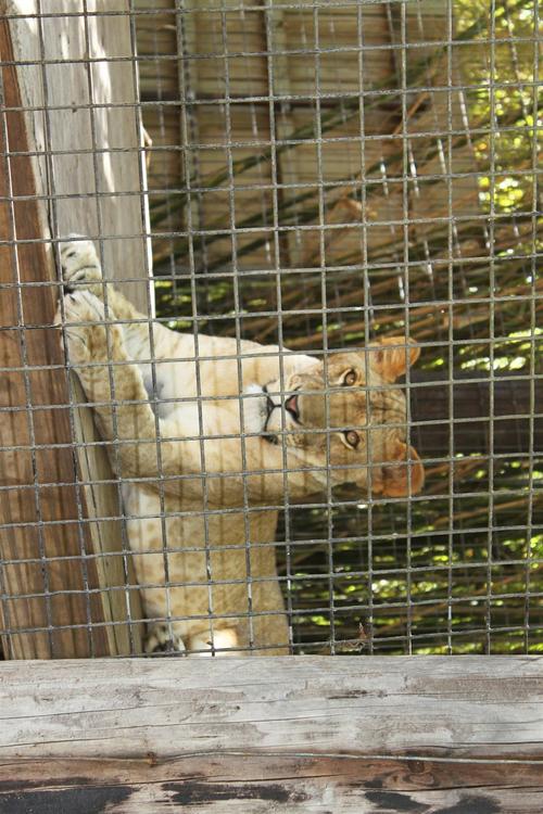 leÃ³n en jaula