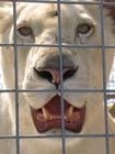 león en jaula
