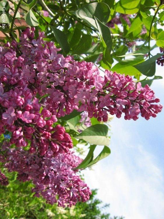 Lilas