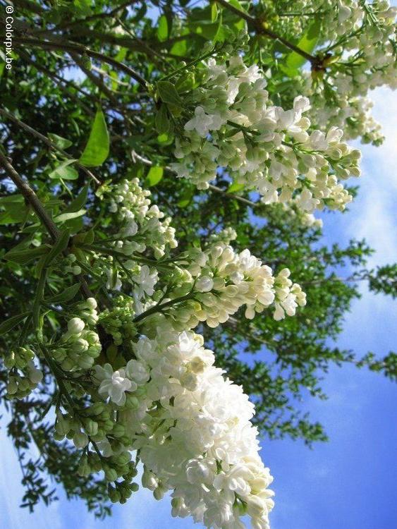 Lilas