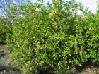 Limonero