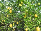 Limonero