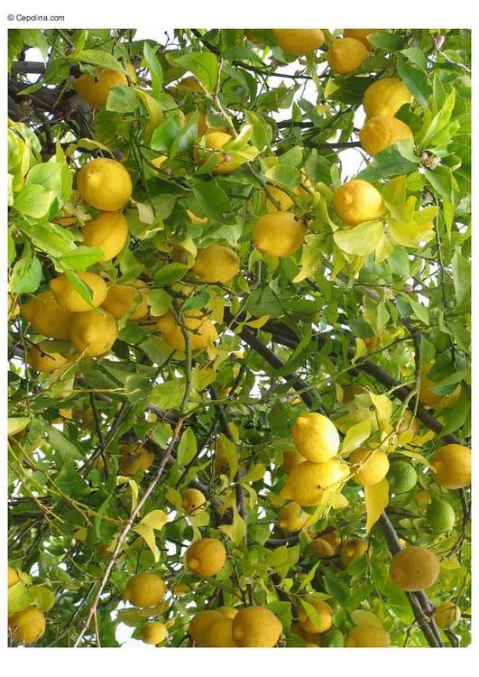 Limones