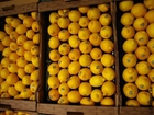 Foto Limones