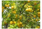 Limones