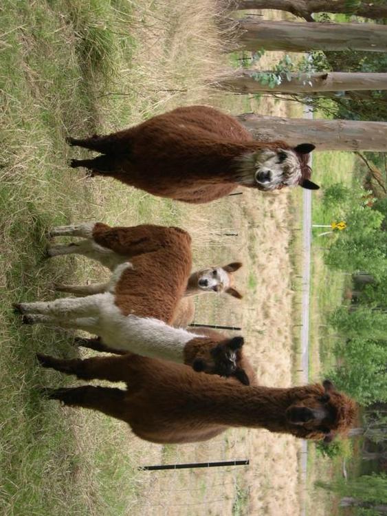 Llamas