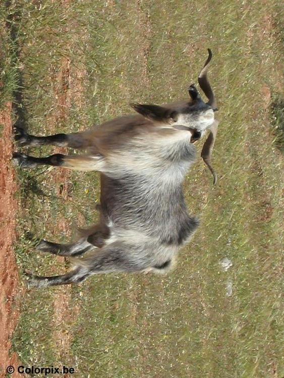 Macho cabrÃ­o